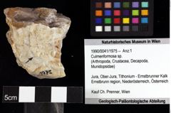 Foto (Objket + Etiketten) von Culmenformosa sp. 